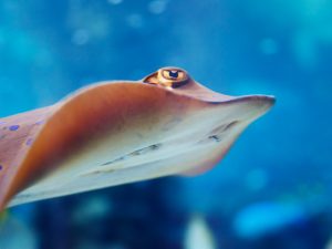 Are you being pursued by a stingray?